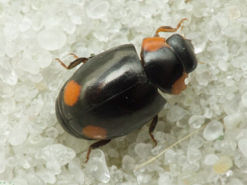 Hyperaspis reppensis (Herbst, 1783)